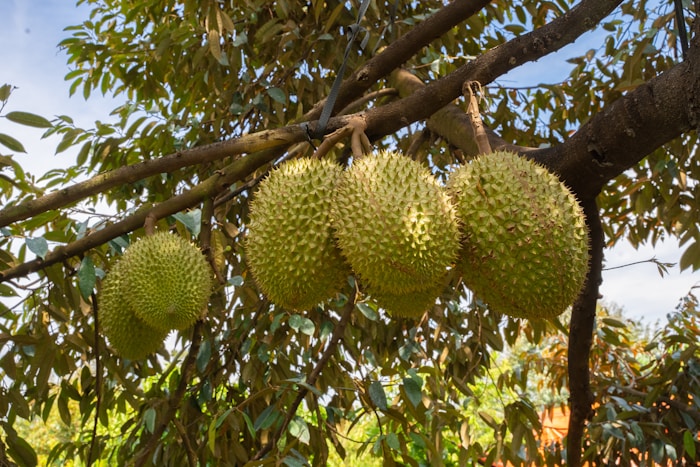 Chùm sầu riêng trong vườn cây nhiệt đới
