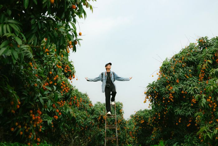 Người làm vườn kiểm tra cây ăn trái trong vườn