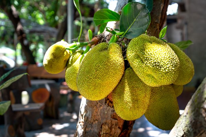 Cụm trái mít chín treo trên cây